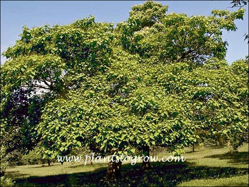 Southern Catalpa (Catalpa bignonioides)